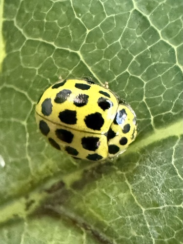 22-spot Ladybird