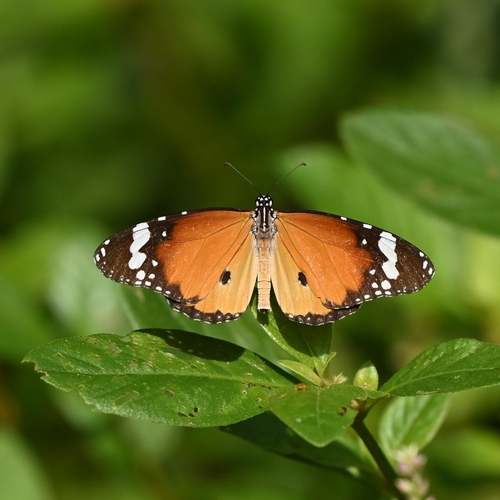Plain Tiger Butterfly