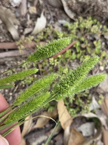 Mediterranean Hair-grass