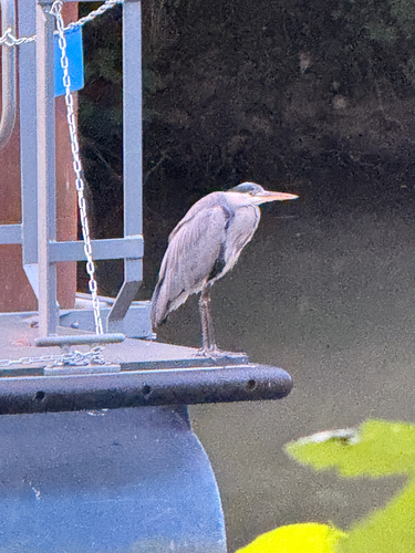 Grey Heron