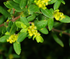 Pimelea hewardiana