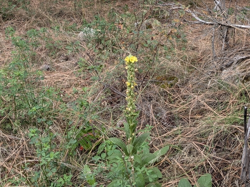 great mullein