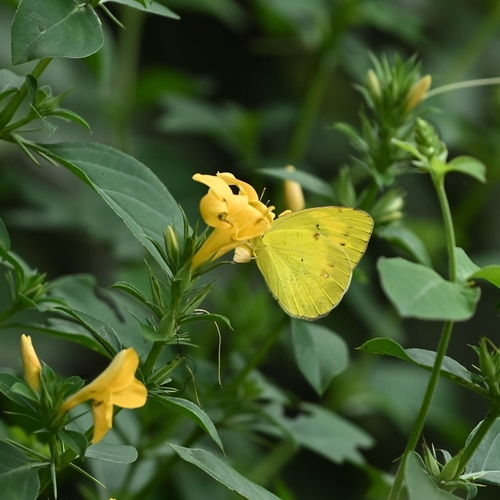 Yellow Orange Tip