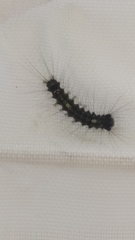 Lymantria dispar