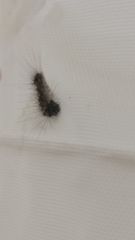 Lymantria dispar