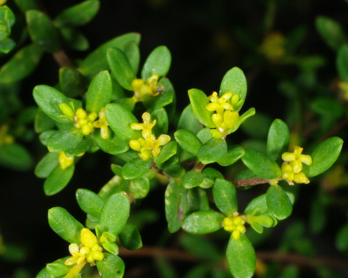 Pimelea hewardiana Meisn.