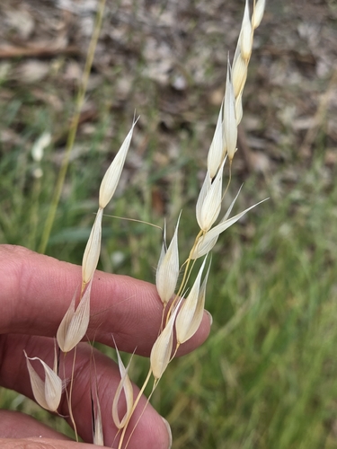wild oat