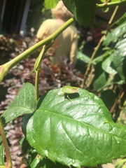 Palomena prasina
