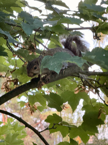 Eastern Gray Squirrel