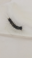 Lymantria dispar