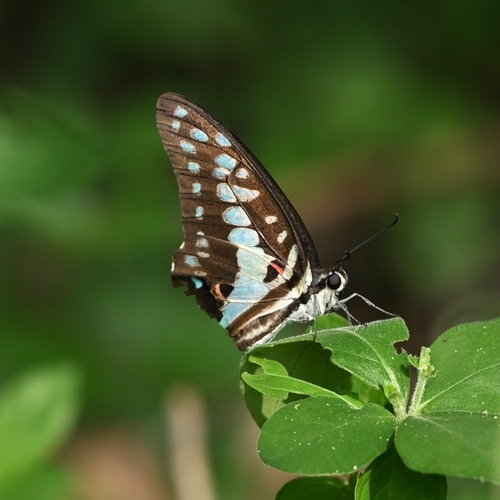 Common Jay