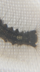 Lymantria dispar