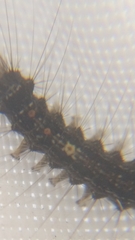 Lymantria dispar