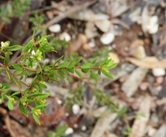 Pimelea hewardiana