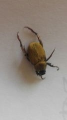 Hoplia chlorophana