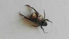 Hoplia chlorophana