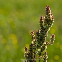 Rumex acetosa acetosa