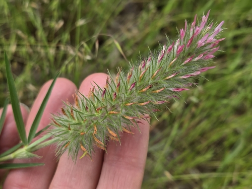 Narrow-leaved clover