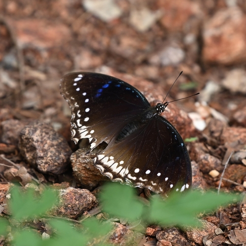 Great Eggfly