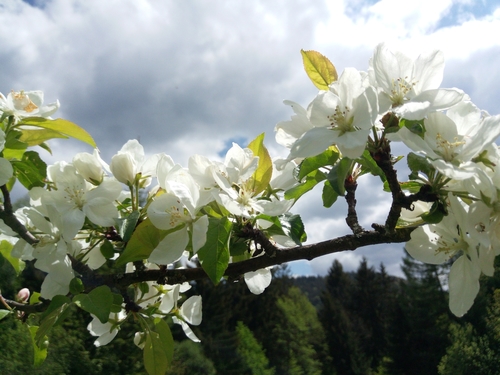 jabloň planá (Malus sylvestris)