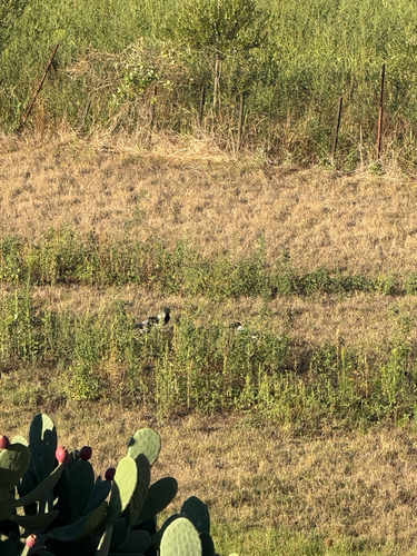 Hooded Crow