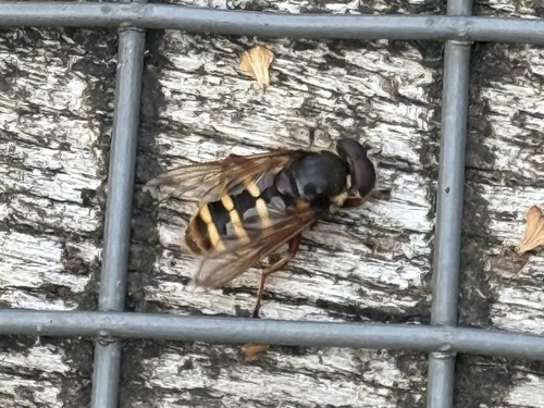 Yellow-barred Peat Hover Fly