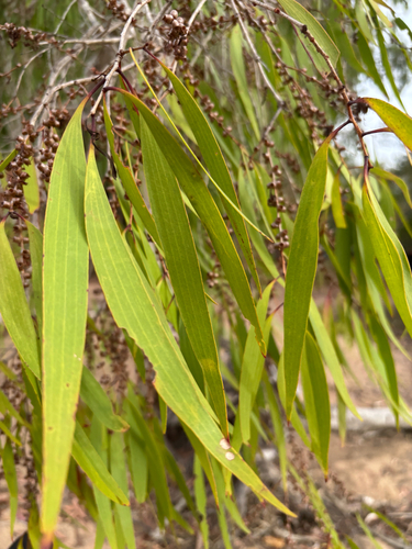 Melaleuca leucadendra observed 2026-09-26