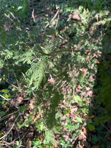 Taxodium distichum