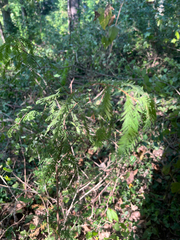 Taxodium distichum, photograph (c) haydenmolo, some rights reserved (CC BY)