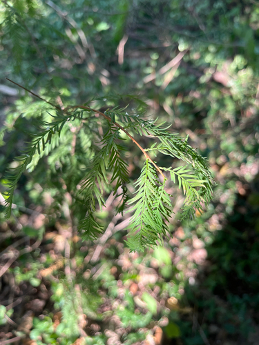 Taxodium distichum, photograph 2