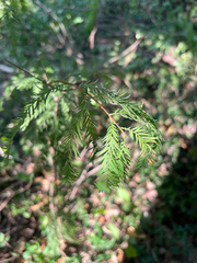 Taxodium distichum, photograph (c) haydenmolo, some rights reserved (CC BY)