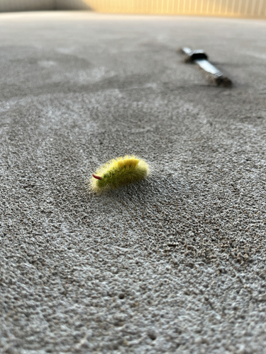 Pale Tussock Moth