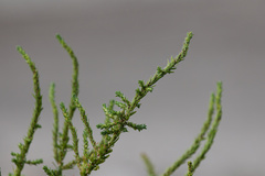 Bassia scoparia