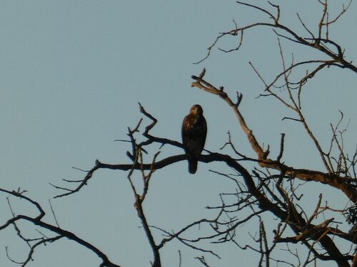 Common Buzzard