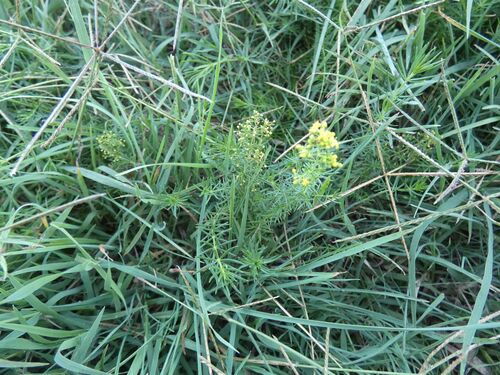 Lady's Bedstraw