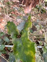 Quercus chrysolepis, photograph (c) Roberto Daniel Avila, some rights reserved (CC BY)