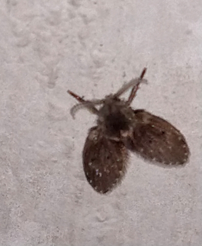 Bathroom Moth Fly