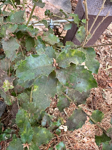 Quercus chrysolepis