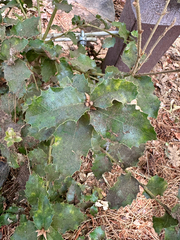 Quercus chrysolepis