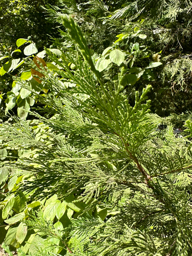 Calocedrus decurrens, photograph 4