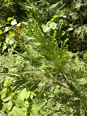 Calocedrus decurrens, photograph (c) Roberto Daniel Avila, some rights reserved (CC BY)