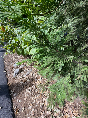 Calocedrus decurrens, photograph 6