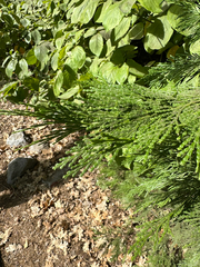 Calocedrus decurrens, photograph (c) Roberto Daniel Avila, some rights reserved (CC BY)