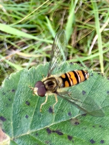 Marmalade Hover Fly