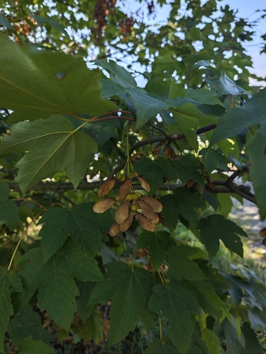 sycamore maple