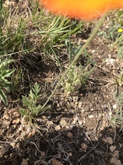 Papaver rubro-aurantiacum