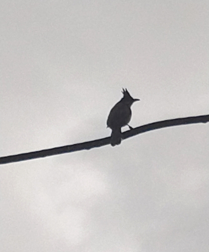 Red-whiskered Bulbul