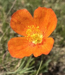 Papaver rubro-aurantiacum