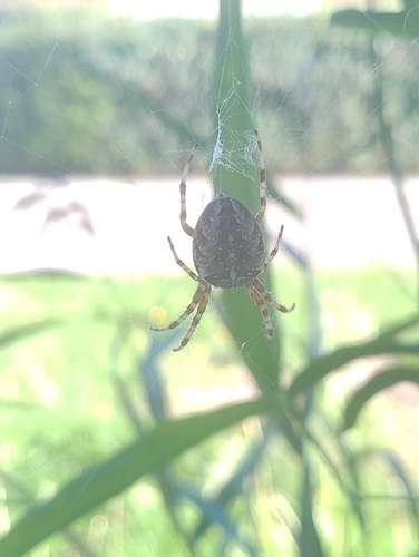 Cross Orbweaver