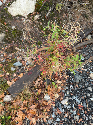 fireweed